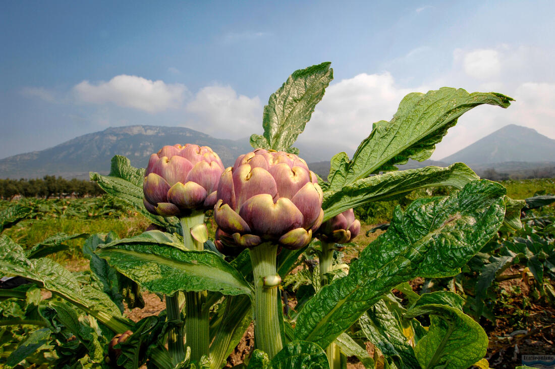 Carciofo di Paestum aneb Paestumský artičok je unikátním produktem Kampánie