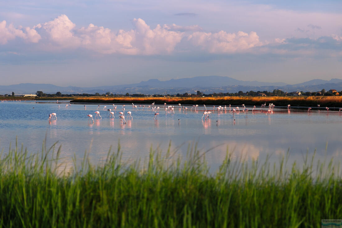 Cervia