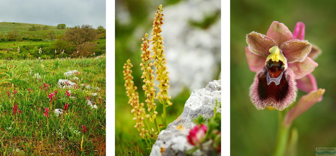 Gargano - łąka z dzikimi orchideami, Aceras antropophorum, Ophrys garganica