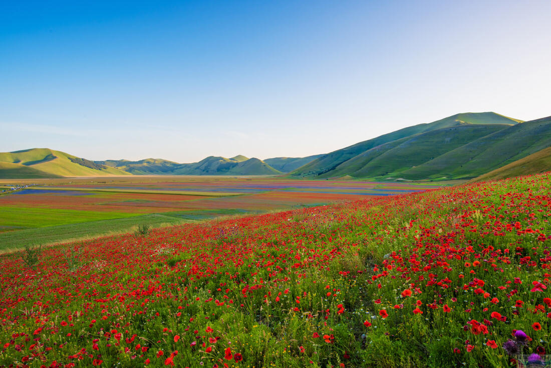 Kwitnące maki na Piani di Castelluccio - Park Narodowy Monti Sibillini