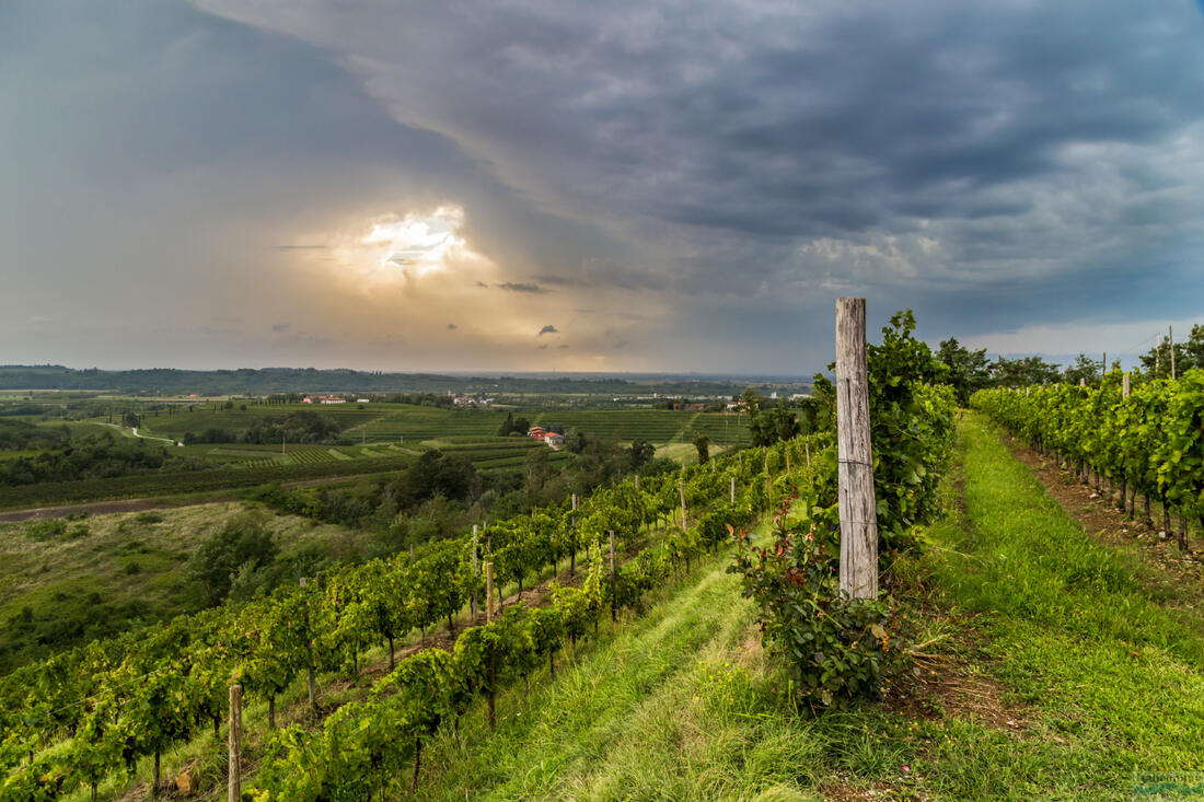 Collio – winnice