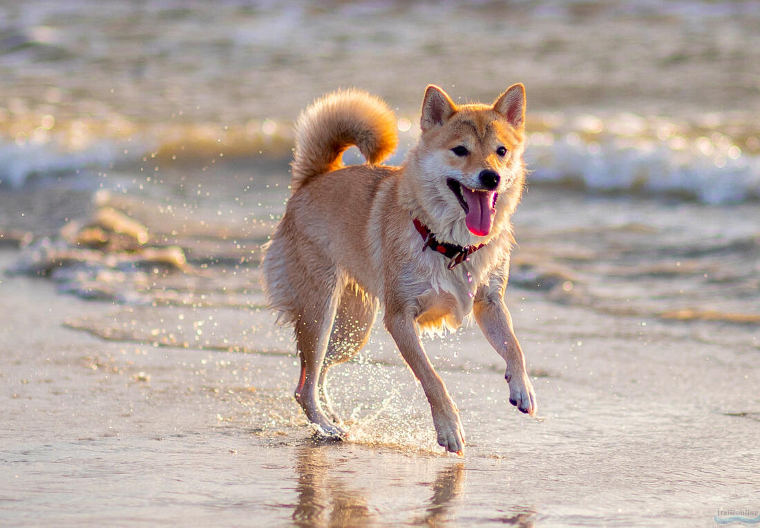 Dog beach