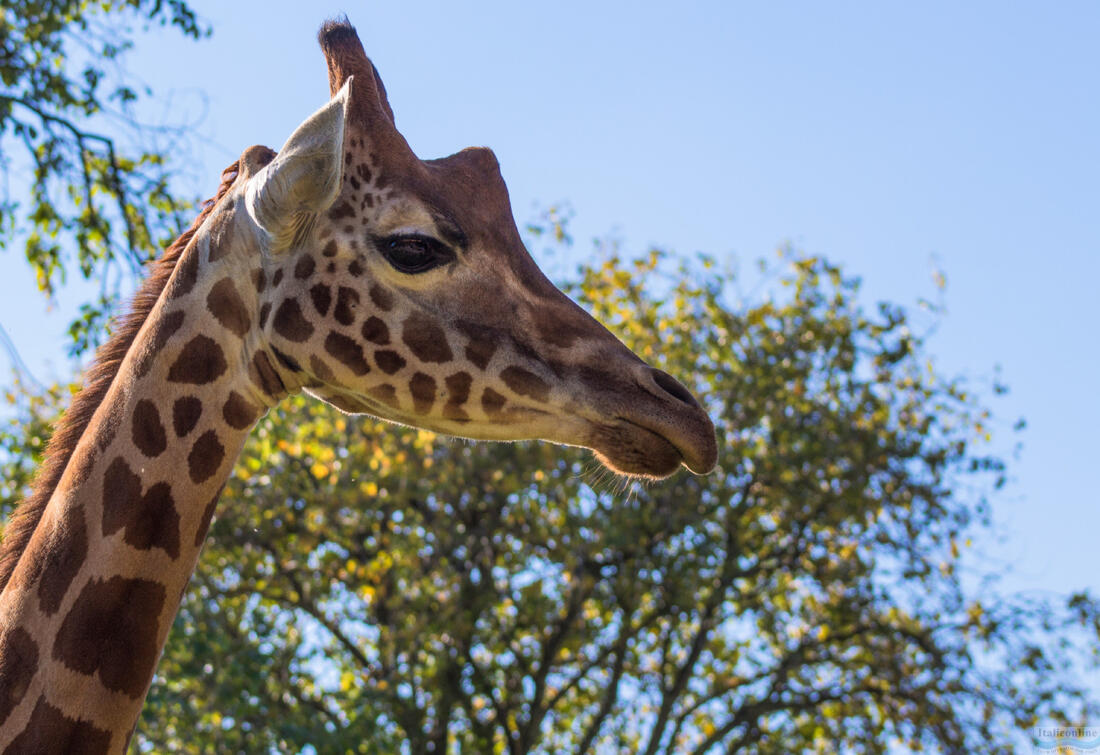 Zoo Punta Verde - młoda żyrafa