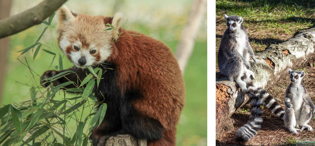 Zoo Punta Verde - po lewej rzadka panda czerwona z Nepalu, po prawej para lemurów katta