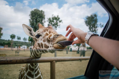 Park archeologiczny lub ZooSafari. Odkryj Fasano!