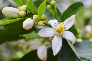 Neroli, pomarańczowy symbol luksusu