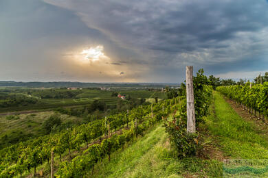 Collio: królestwo wina i kulinarnych rozkoszy