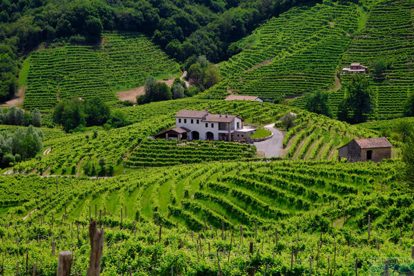 Wzgórza Prosecco: kraj winiarski i zabytek UNESCO w sercu Wenecji Euganejskiej